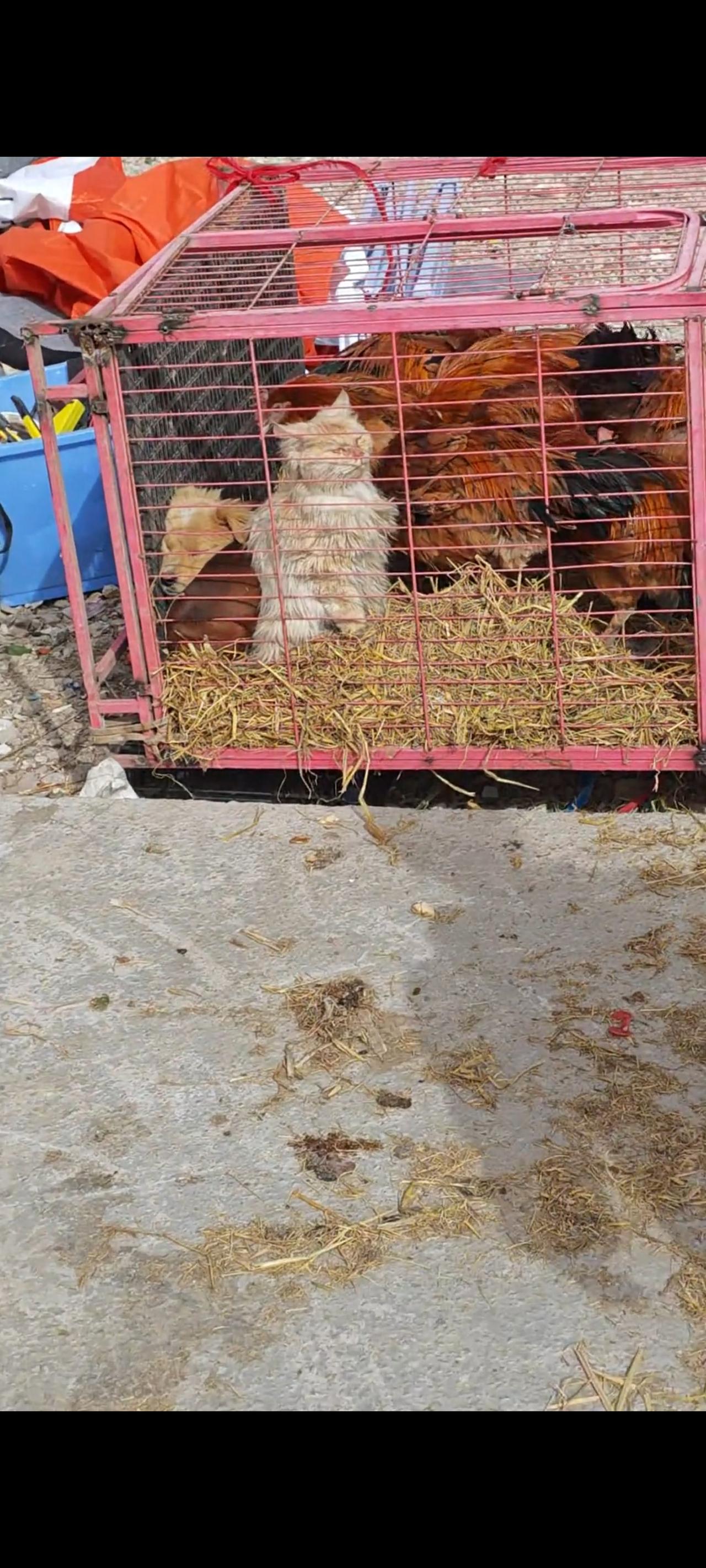 狗狗和猫咪竟然在同一时间里面，被商贩关在铁笼里面和附近的大公鸡一起进行售卖，眼前
