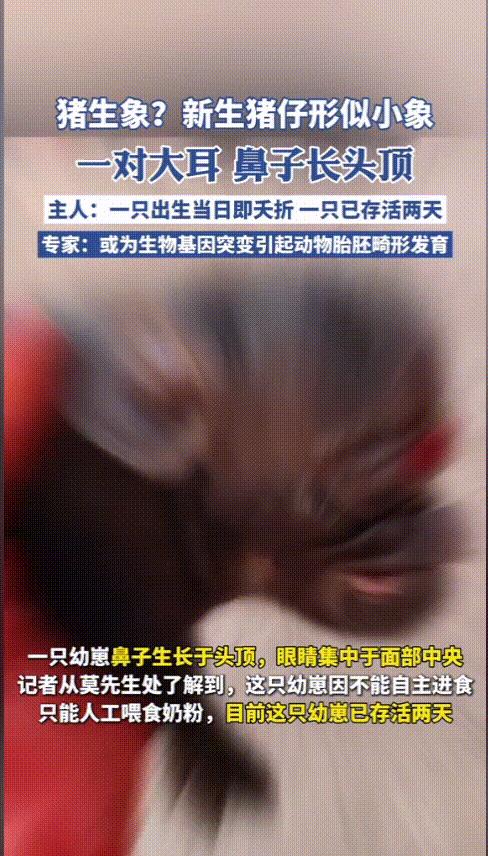 “活久见！”5月12日，云南，一农户家中下了一窝猪崽，总共13只，奇怪的是，其中