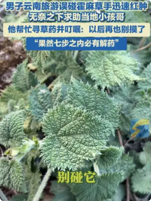 小孩哥立功了！云南丽江，男子旅游误碰霍麻草，手迅速红肿，无奈之下求助当地小孩哥，