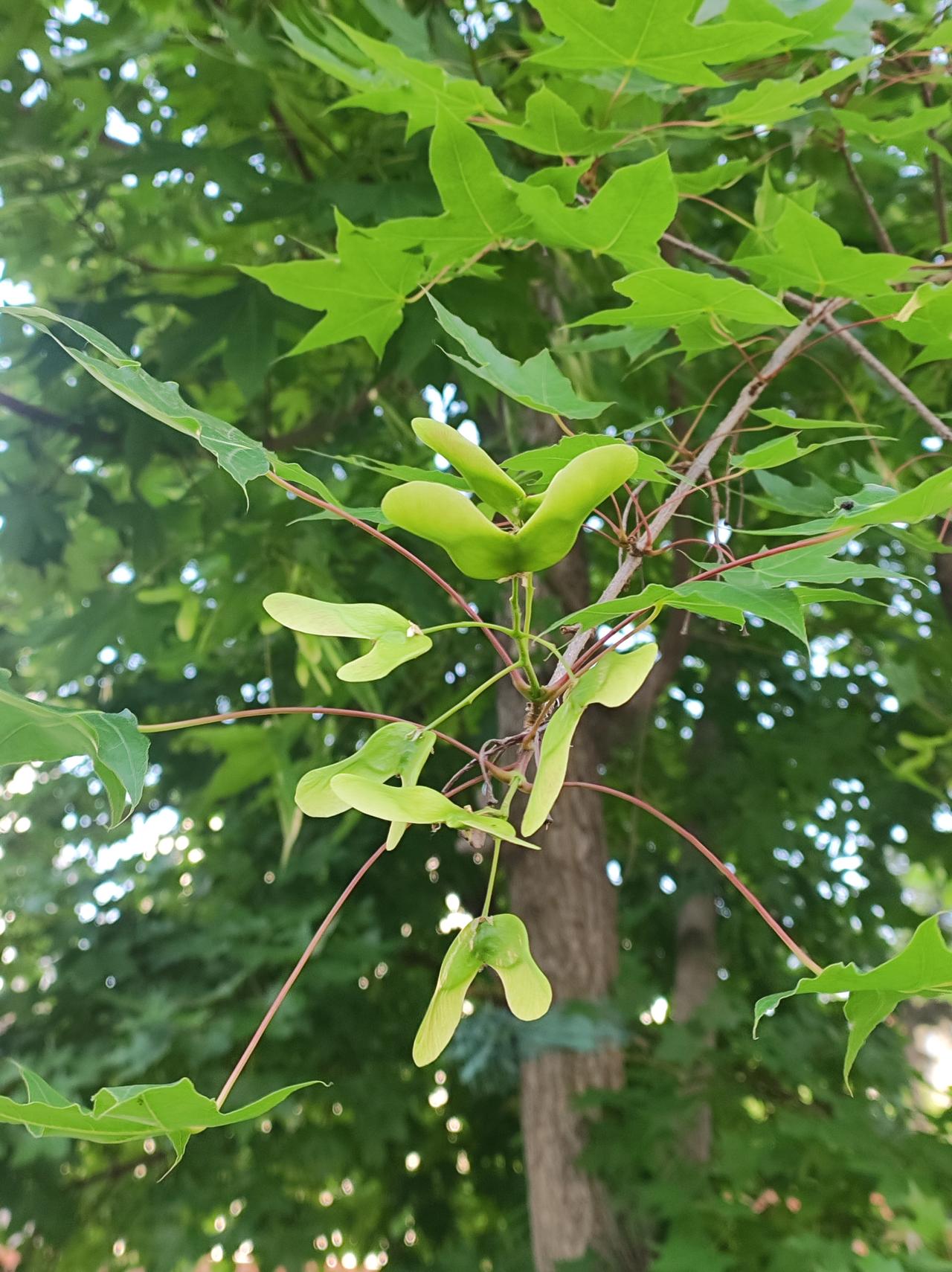 枫树的果实枫树的叶子漂亮，霜染后红如火更漂亮。昨天才发现有三种:一种春天
