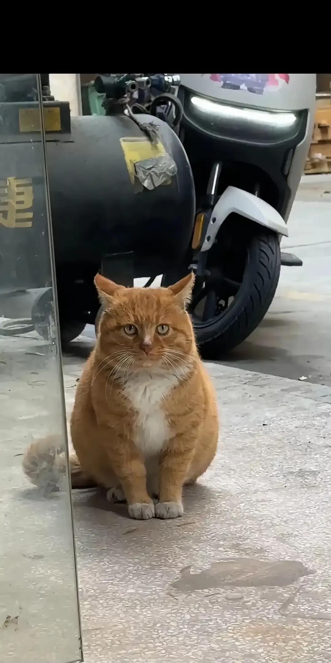 我家那只橘猪失踪整俩月，昨晚自己拍门，喵得跟催债似的。我开门一看，好家伙，腮帮