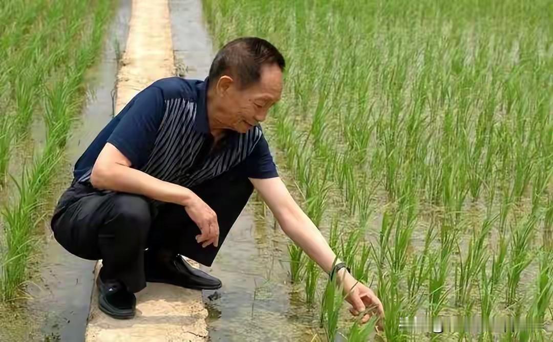 明明样样碾压普通大米，偏偏卖得贵、没人常吃，藏在深山少有人知。最难得的是，天价