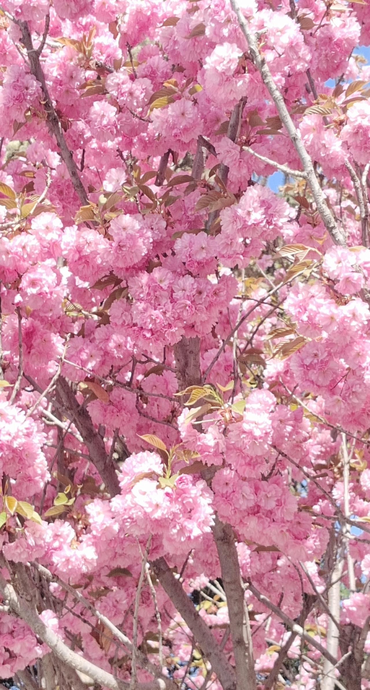 樱花绽放，满是粉色的浪漫，处处春意盎然！🌸🌸🌸漫步于樱花树下，微风轻轻拂过