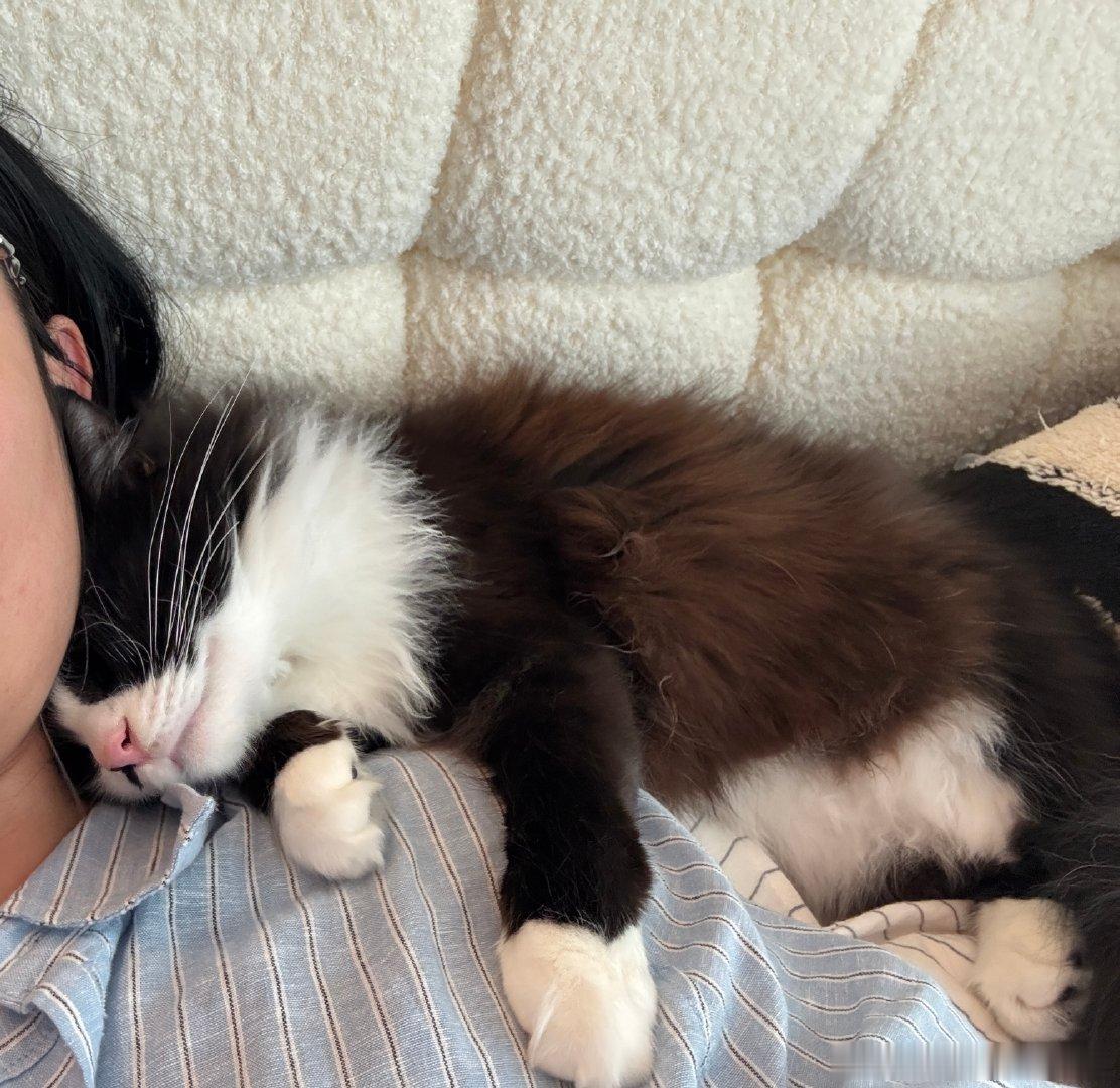 本来要去上班但是小猫咪抱着我脖子在我肩上睡了半小时了还咕叽咕叽的我根本没法起