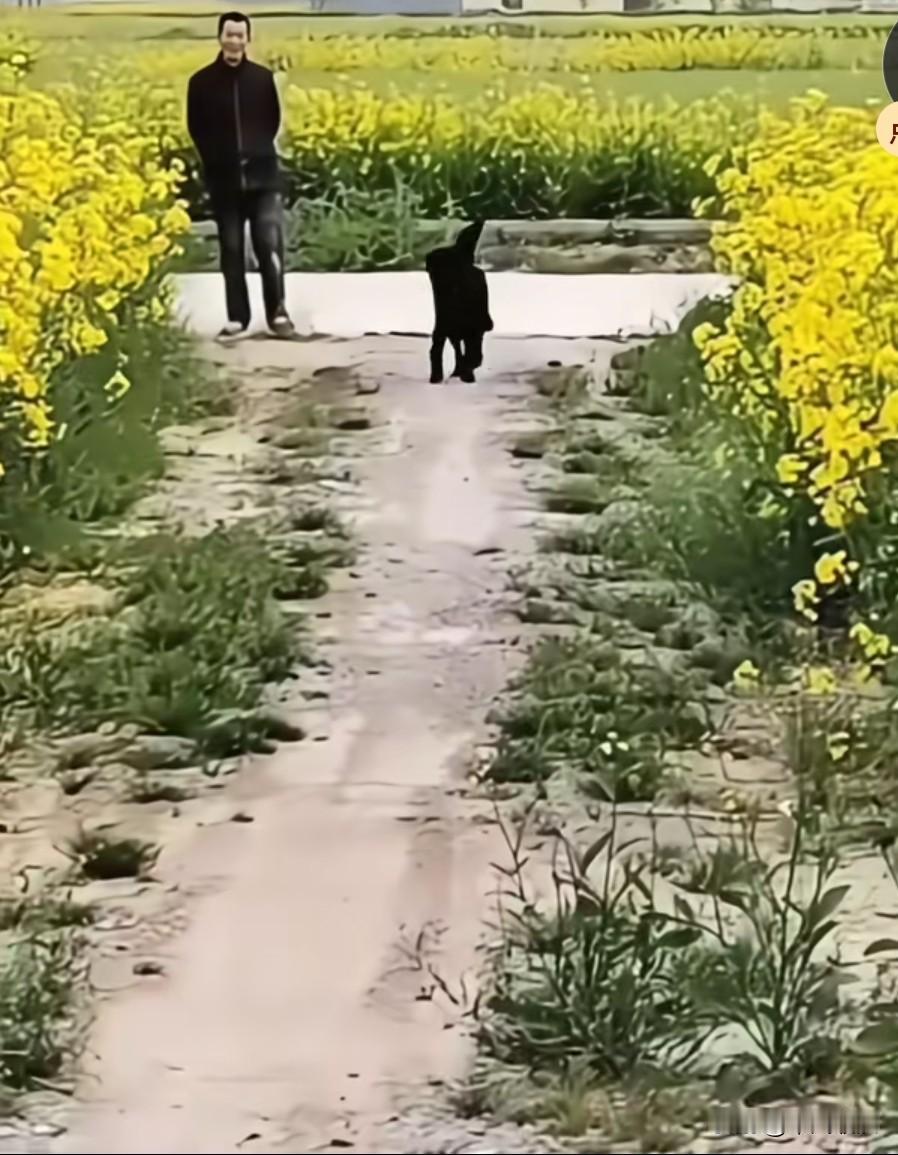乡村小狗的趣事。爷爷刚买回来没几天的小狗，我带它出去溜达，偶然间碰到了它的妈妈。