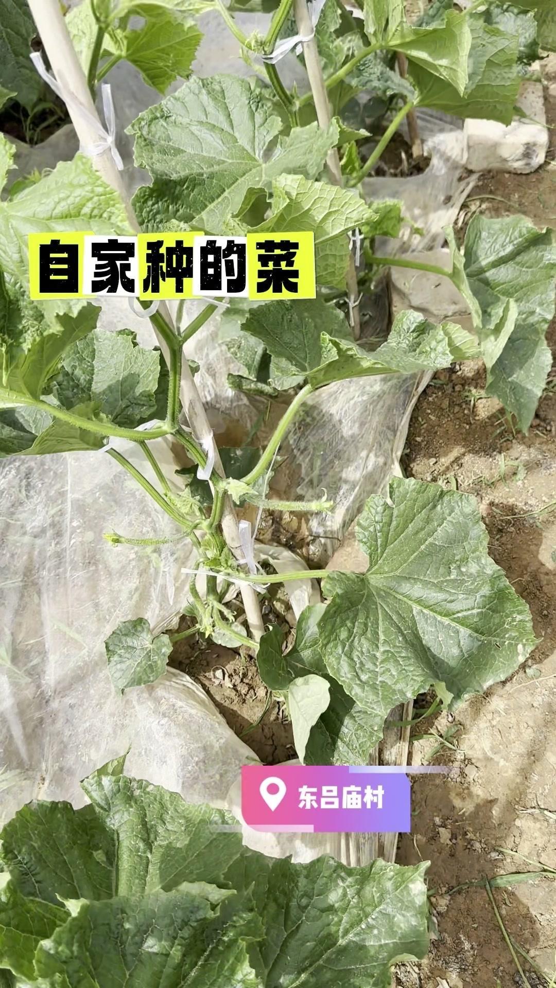 🌱在自家小菜园里种菜，是件超治愈的事。泥土的芬芳混着植物的清香，每天看它们从发