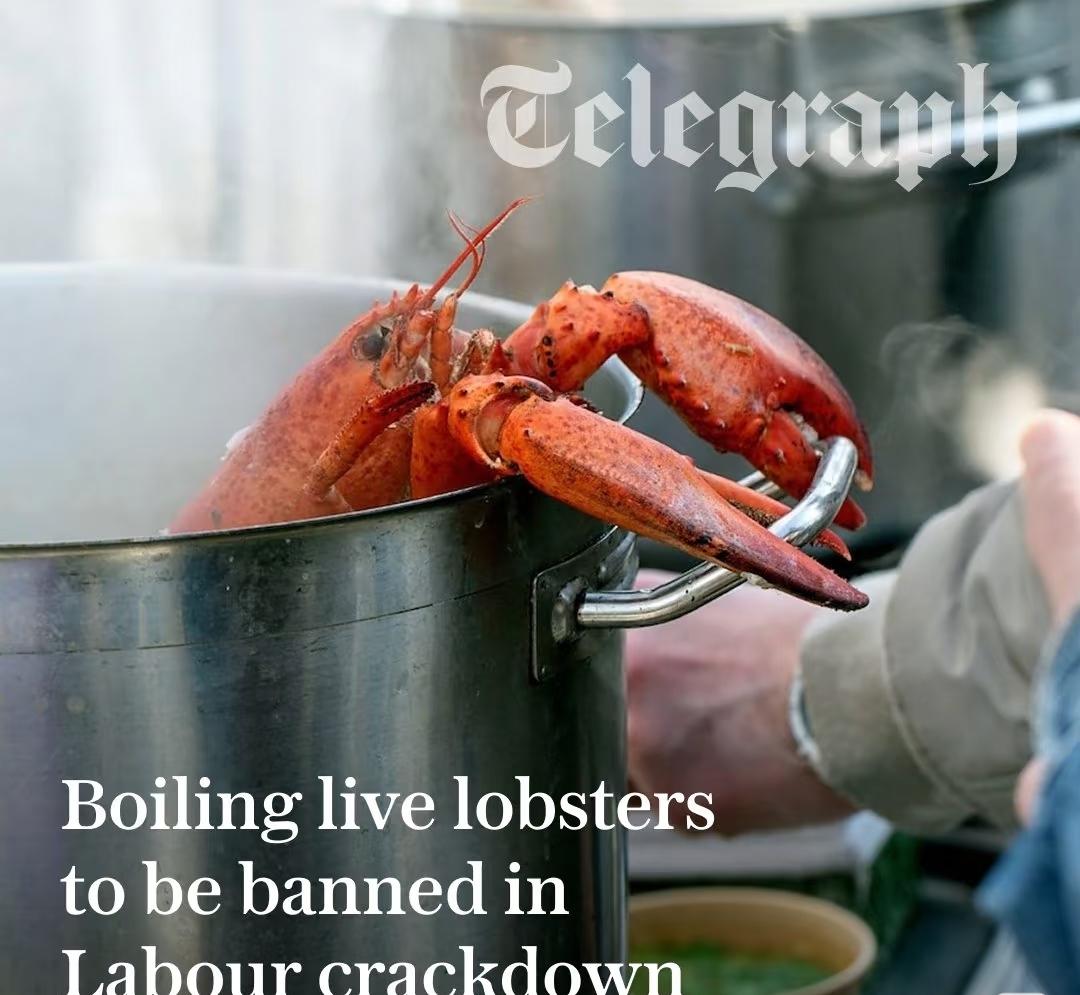 英国将禁止把火龙虾或者螃蟹直接投入沸水中认为这不人道，可以将它们先用电刑或者冷冻