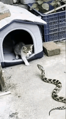 这大辣条遇到厉害的主了[笑着哭]