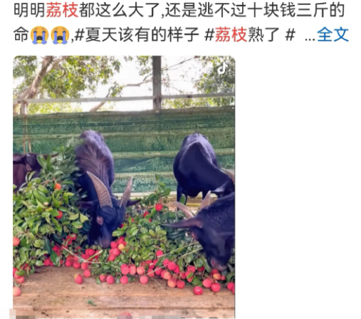 南方陷入暴雨车轮战10元两斤的荔枝估计等不到了[捂脸哭]本来还幻想10元3斤的