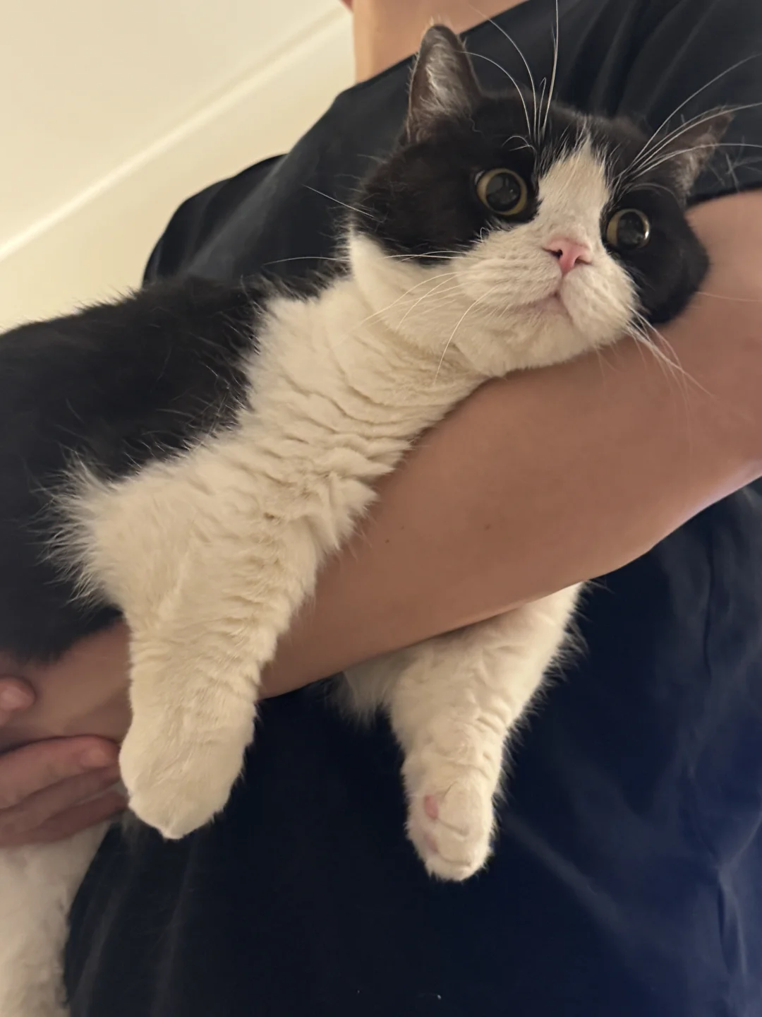 小猫好会叫！