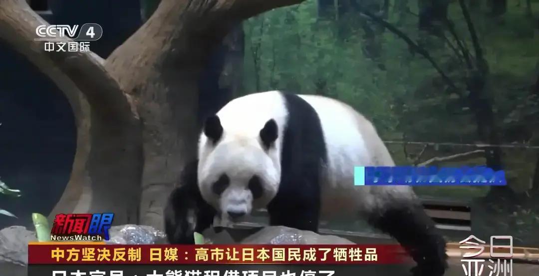 日本最后两只大熊猫将回国中国暂停租借大熊猫给日本引关注日本政府官员透露，大熊
