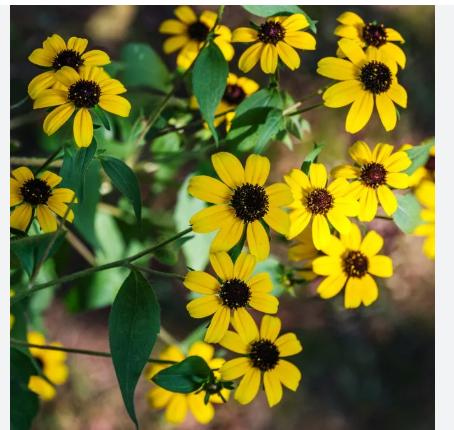 关于慢性前列腺炎综合征细菌培养我想说的一些歪歪理前列腺或精液培养的所谓菌不好说