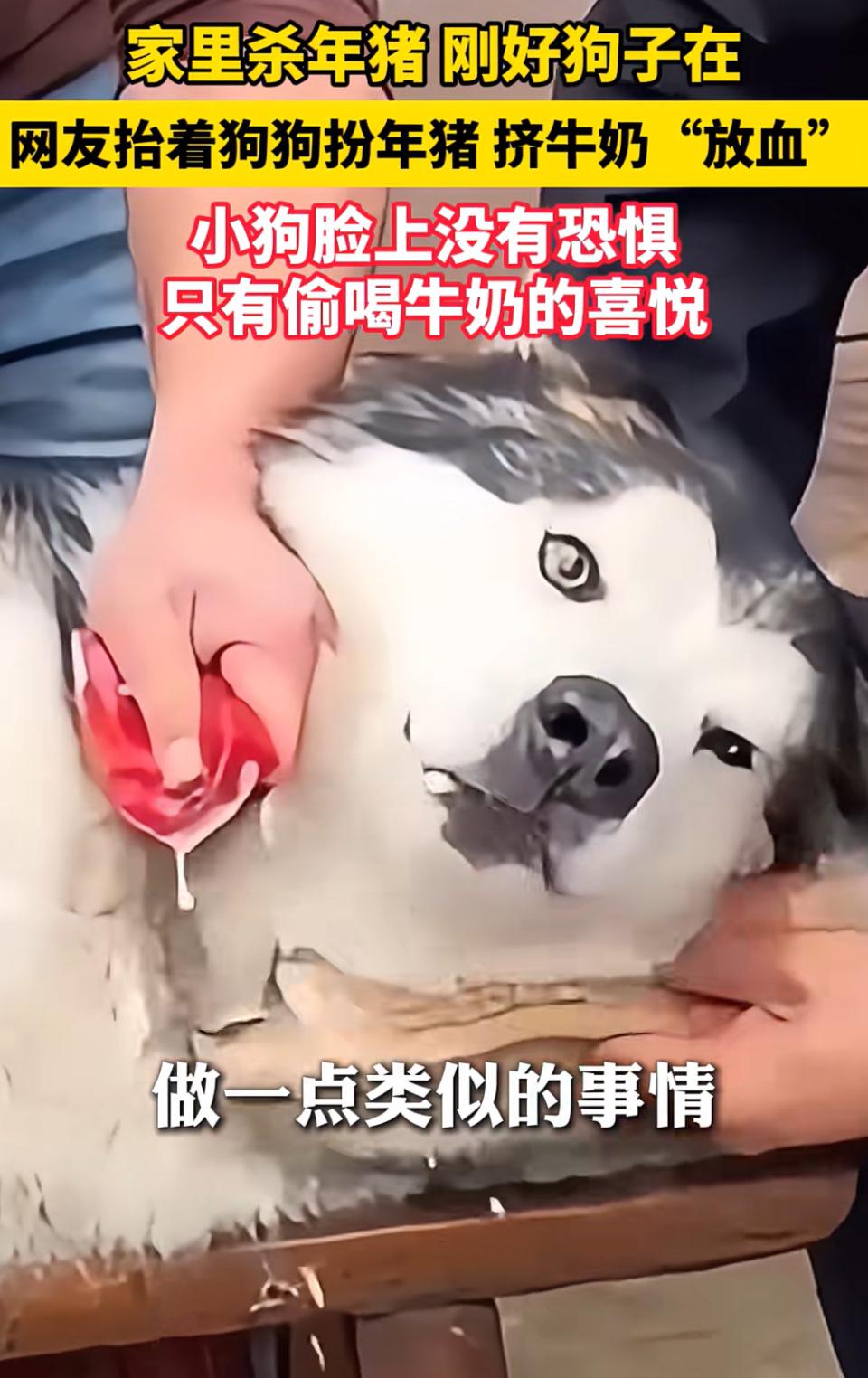 家人们谁懂啊！萌宠也能体验“猪猪生活”，这画面简直不要太欢乐！有网友家里杀猪时，