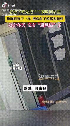 山西有个鞋店老板娘，每到冬天晚上下班就把自己店里的流浪猫叫进来。她给猫铺了窝，留
