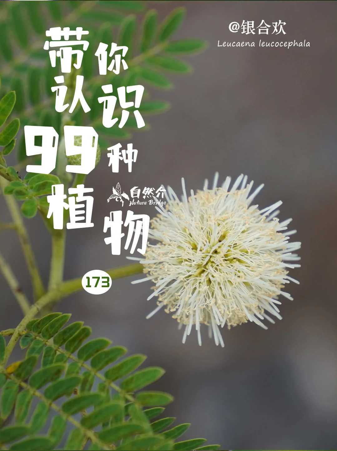 带你认识99种植物