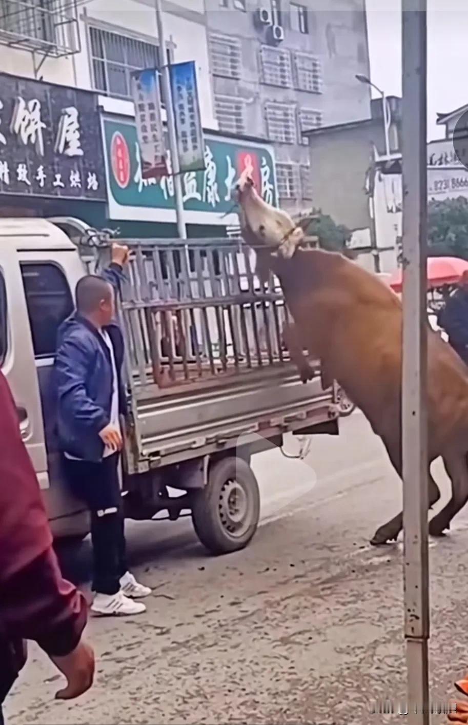 主人准备把为自己耕地多年的黄母牛它装上车子拉去屠宰场，因年老不能再耕耘了，所以将