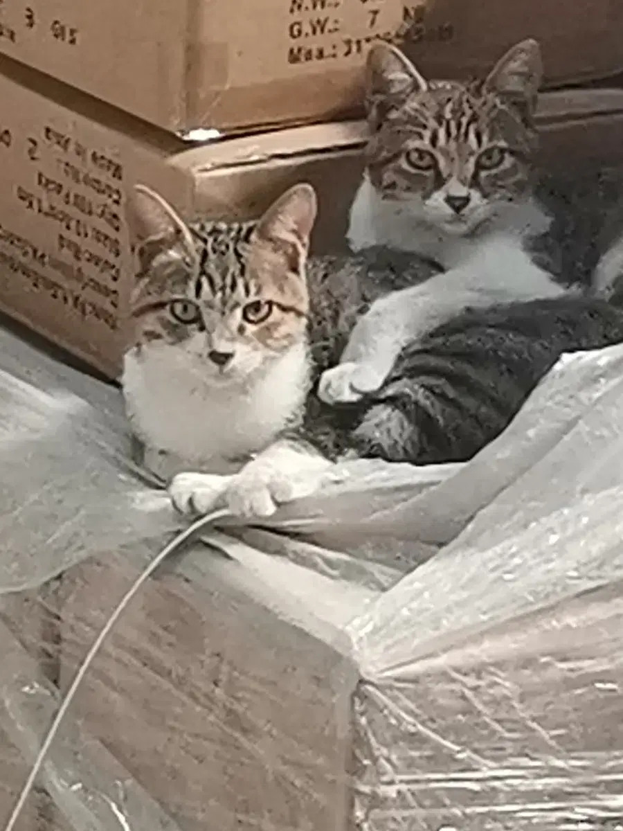 这对流浪猫一公一母，形影不离，同伴们都争着喂养。如今它们身体健康，毛色美丽，见到