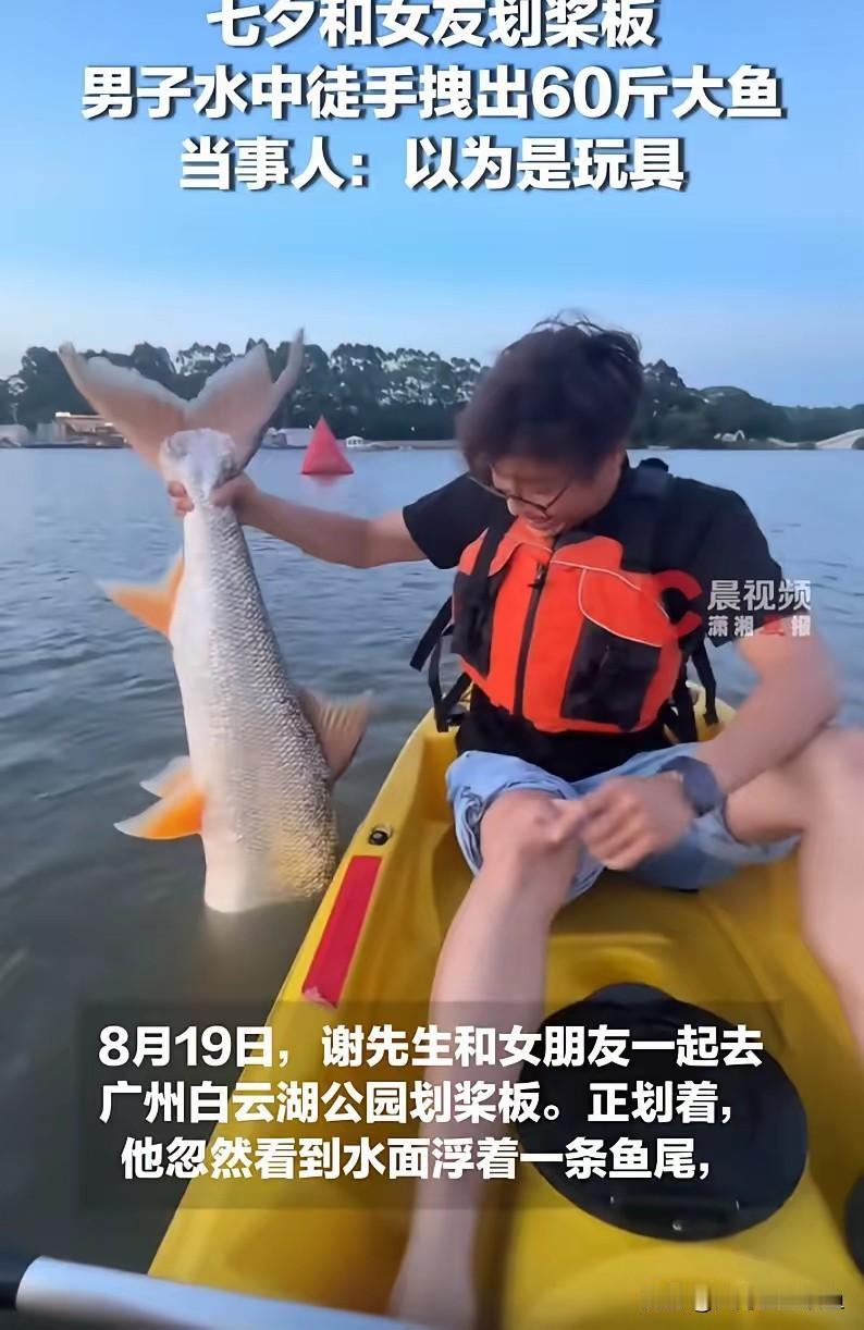 七夕白云湖奇遇！划桨板随手拽起60斤巨型鳡鱼，拍完照又放回湖里七夕佳节，广