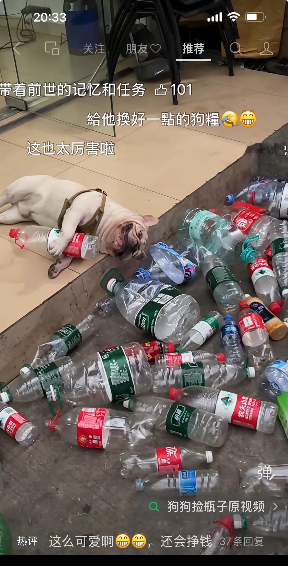 这只小狗每天都出去捡瓶子，不让捡就不吃不喝，有人开玩笑说他和老太太抢生意，其实狗