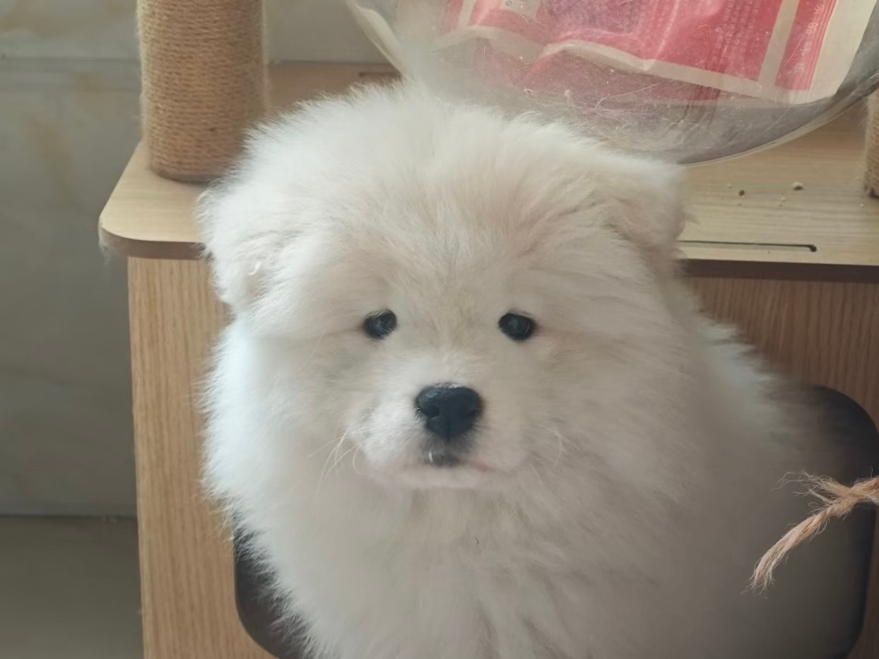 猫爬架里的萨摩耶：金窝银窝不如别人的窝