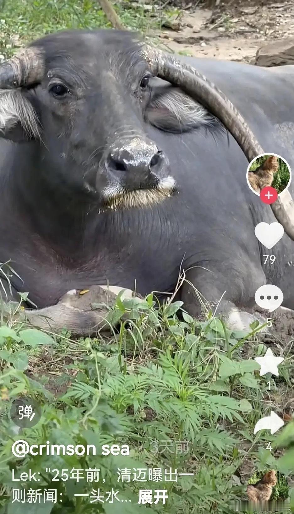 二十多年前,清迈曝出一则消息,一头水牛,从屠宰场,拼死逃脱。当时它浑身是血,