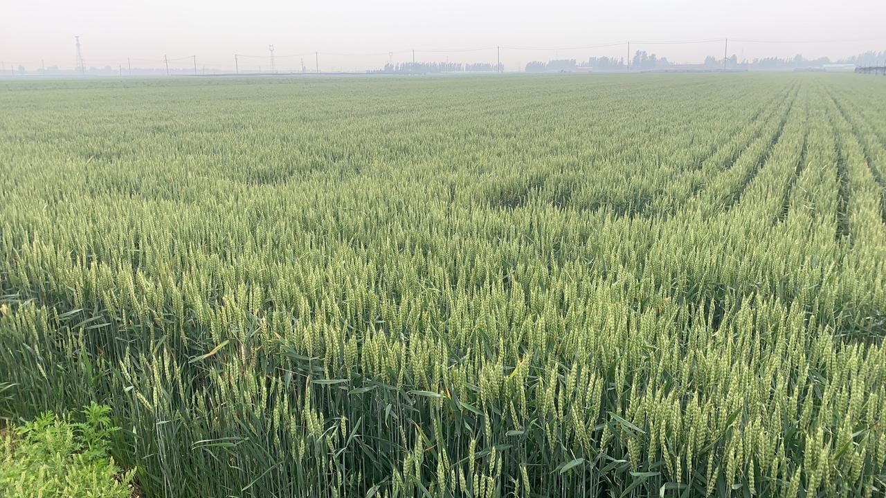 虽然天气多变，但是这月已经进入夏天了。夏天的麦田，交织着金黄和碧绿的颜色，麦穗