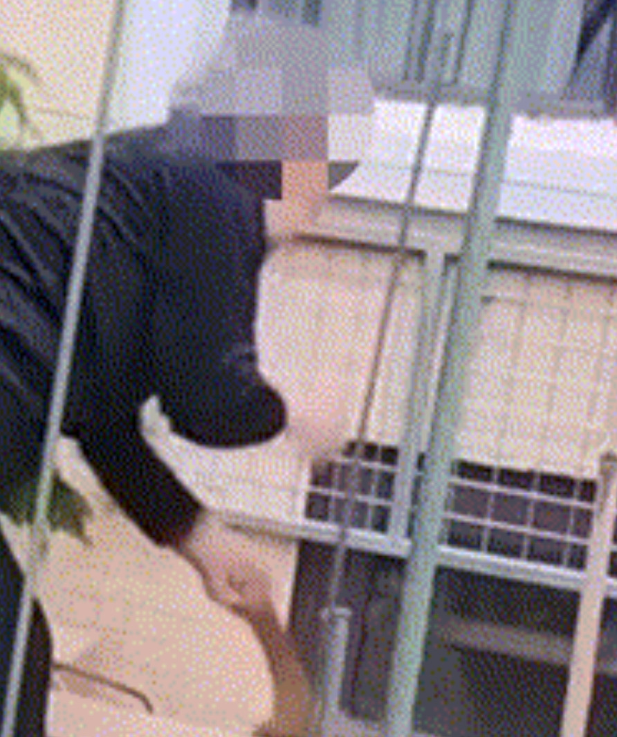 “老太太怎么敢这么做？”辽宁一老太到别人家院子摘樱桃，主家发现后出面劝阻，反而被