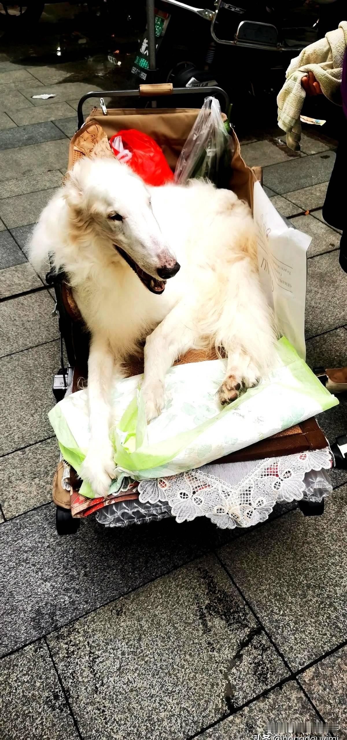 一直想养一只小狗🐶，但今天在楼下看到一位5-60岁的大姐，她对待自己养的狗那样