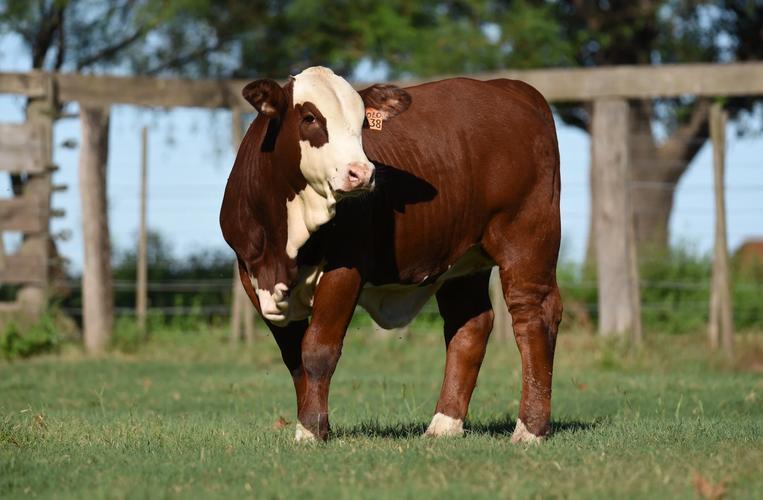 阿根廷牛肉能横跨一万多公里，低价砸进中国餐桌，不是因为他们“爱中国”，而是因为在