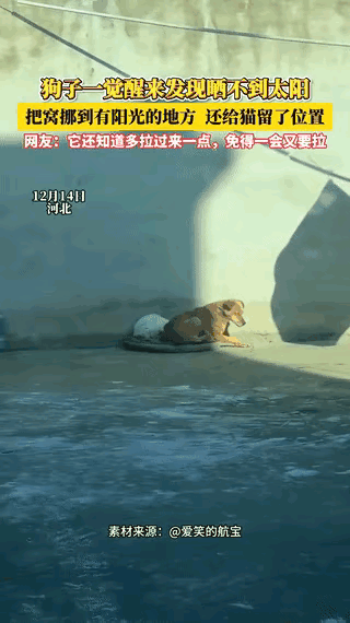 “解释不清了！”河北，一狗狗和猫咪晒太阳，一觉醒来发现太阳晒不到了。不料，狗狗拉