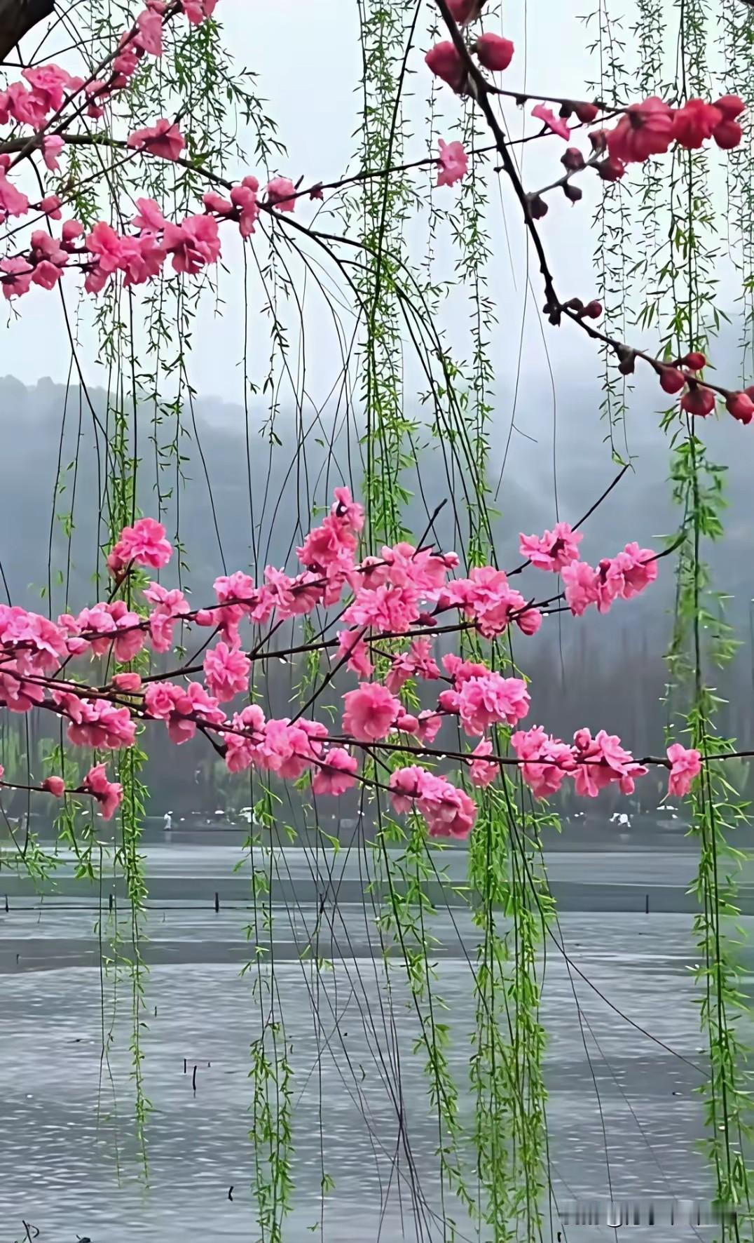 春钓拂堤杨柳细雨柔，平湖微浪漾轻舟。垂纶倚岸任风戏，桨随桃花伴白鸥。