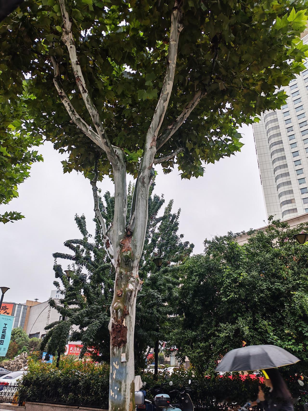 “三思”在此指思危、思退、思变三层递进的审慎过程，是立足现实、观照长远的生存智慧