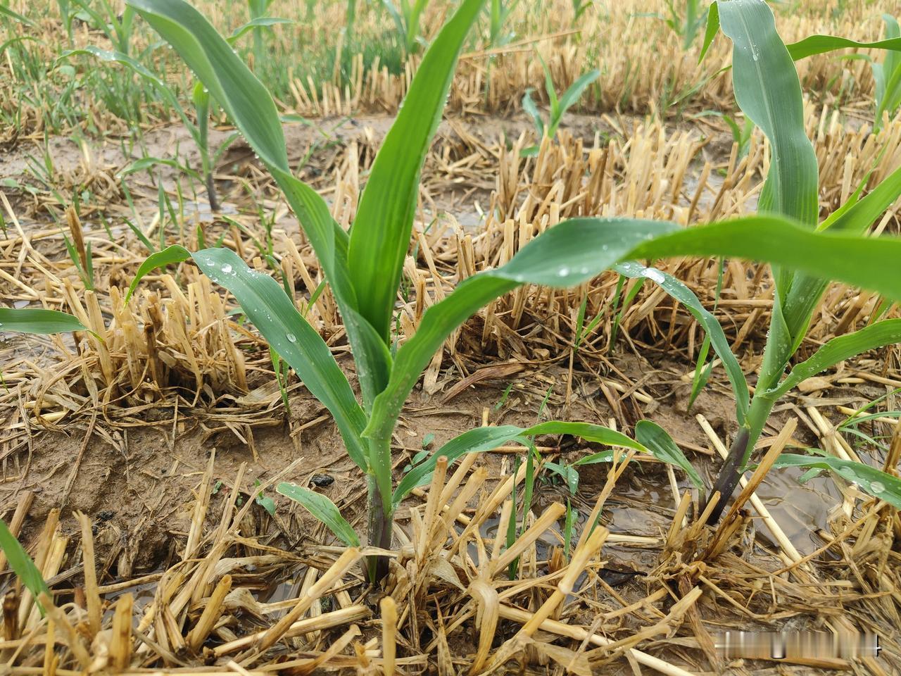 玉米追肥复合肥好还是尿素好?玉米追肥是防止玉米脱肥，提高玉米产量的保障。玉米追肥