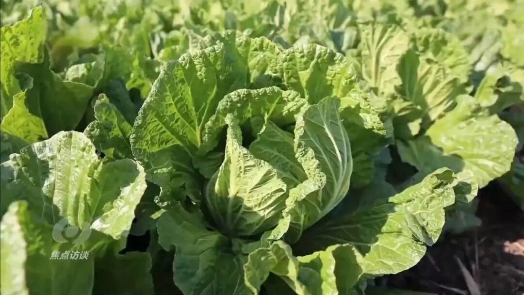 155元一棵的白菜，你敢买吗？央视记者最近在电商平台买了一棵号称“正宗胶州大白菜