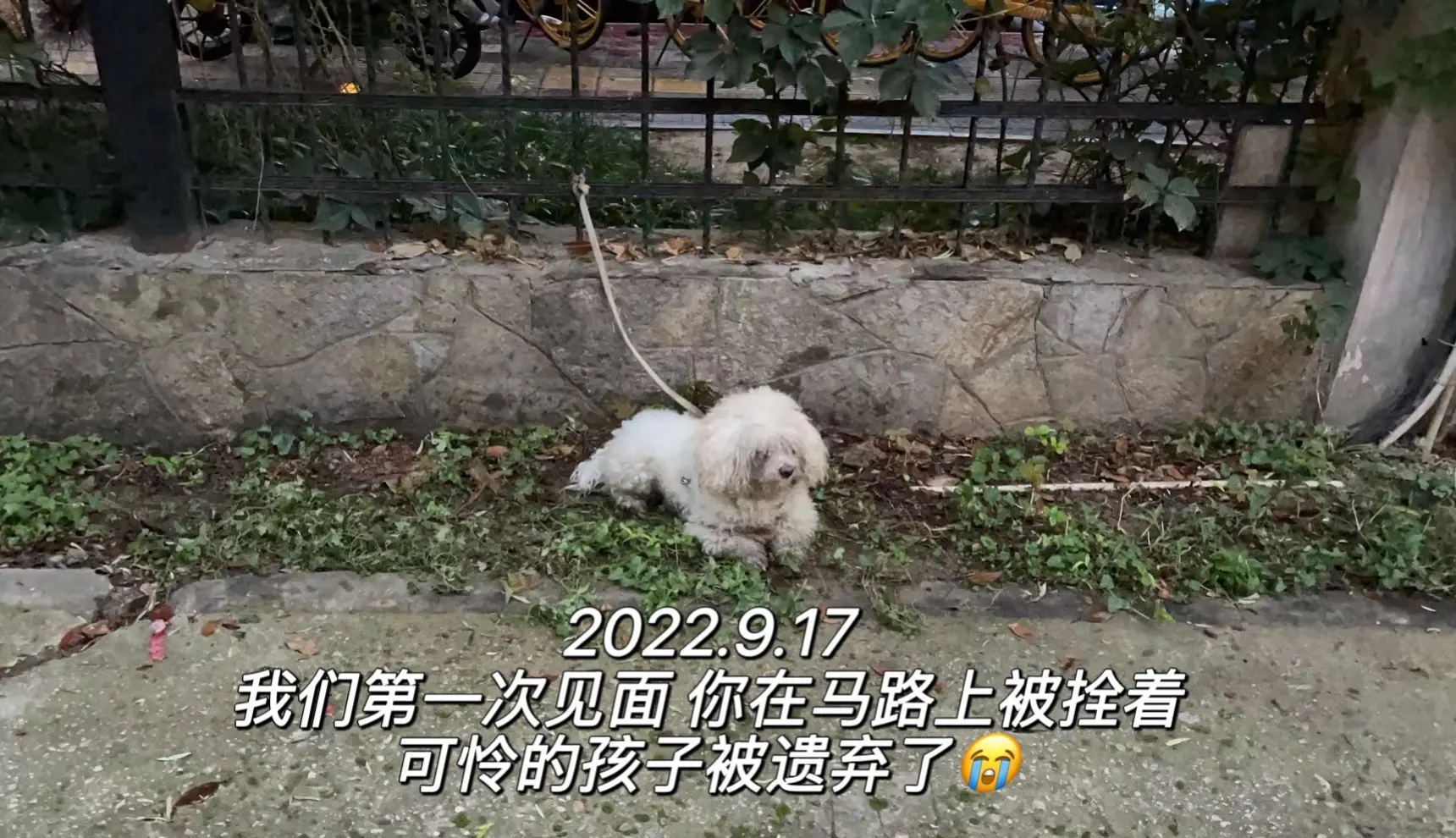 被爱会让狗狗长出血肉 从第一次见小心翼翼害怕又被抛弃的你 到现在满眼都...