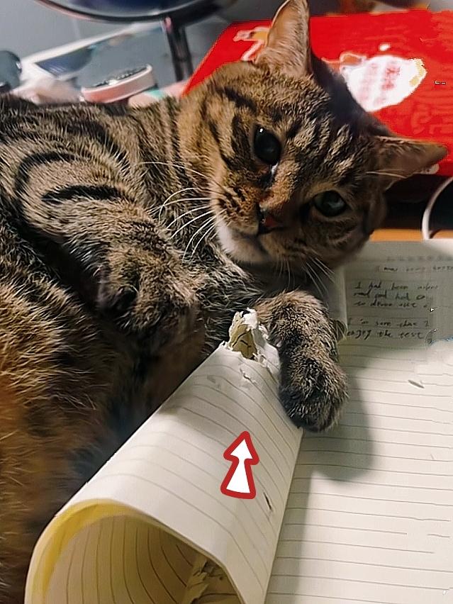 我家狸花猫是学习克星吧？啃烂笔记本还一脸无辜样儿……我家妞妞本来正趴在桌