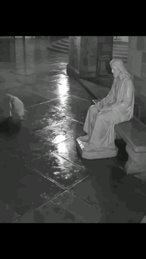 看到这个画面，心里很不是滋味，这绝对不是一条普通的流浪狗，这应该是一只从小就得到