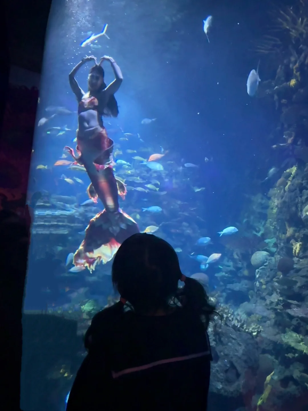 美人鱼🧜‍♀️回归啦！！长风海洋世界玩不停！