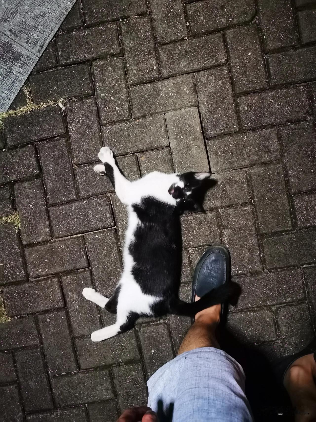 路遇一只野猫，一直跟着我，我每走几步，它就跑到我脚跟躺下，我停下摸它一会就走，它