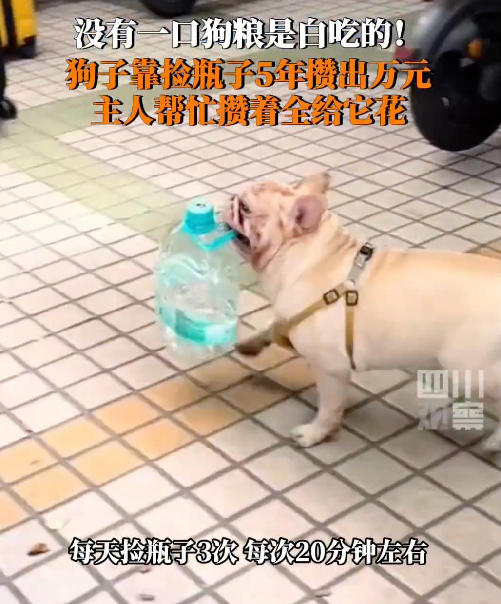 狗狗靠捡瓶子存款过万狗主人回应：现在一个月收入三四千，网友：这是真正的旺财！