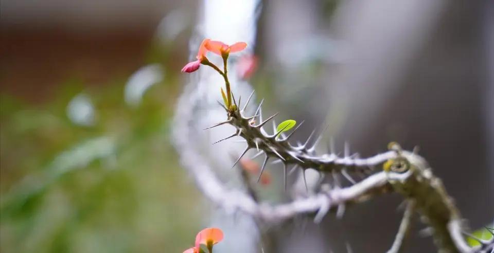 母亲让均摊住院费，儿子一句话点破偏心，多少女儿在原生家庭里被默默消耗母亲让儿子
