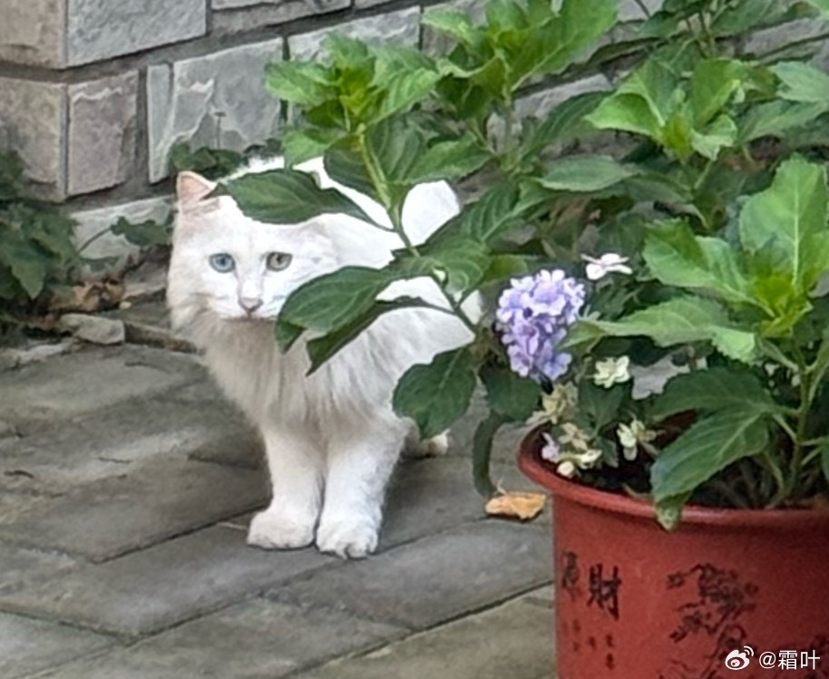 院子里最多的时候出现了六只猫。最新出现的是这只双眼蓝黄异瞳的白猫。感觉在小区里的