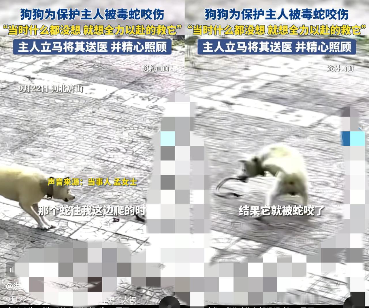 “这哪是养狗啊！这是养了个救命恩人！”河北唐山这事儿看完我鼻子都酸