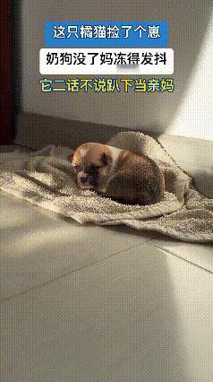 无妈妈小奶狗冻得发抖，橘猫主动当妈暖心守护🥹真的被这跨物种的温柔狠狠戳中