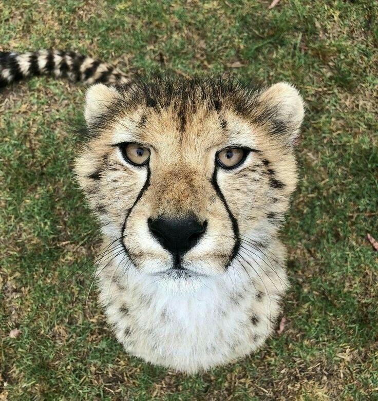 大猫团子​​​