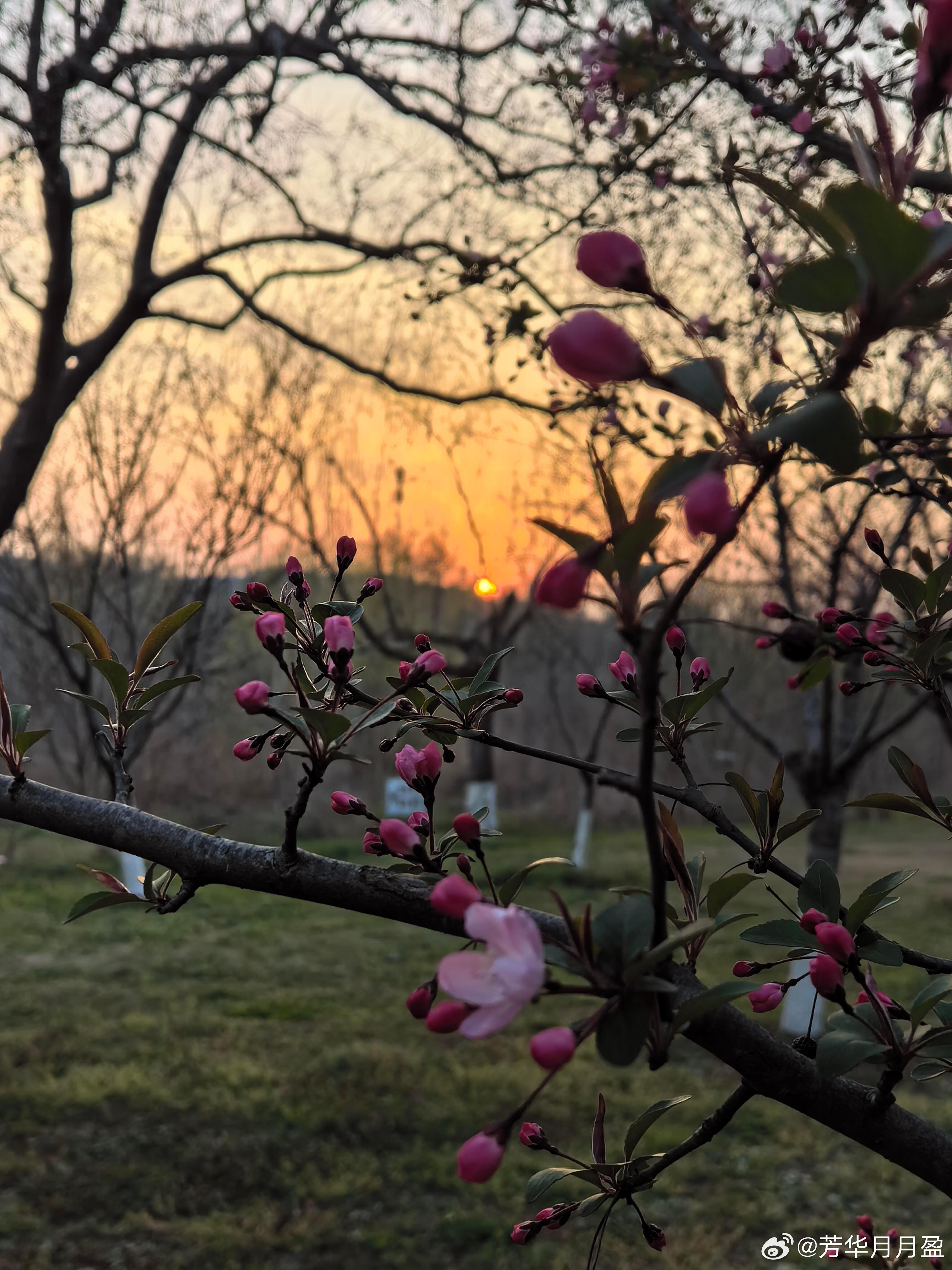 久违的晴天和落日坠入花海🌄