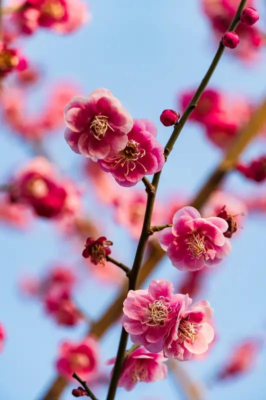 上联：雪吻梅花醉，诚邀下联风揽柳丝迷。