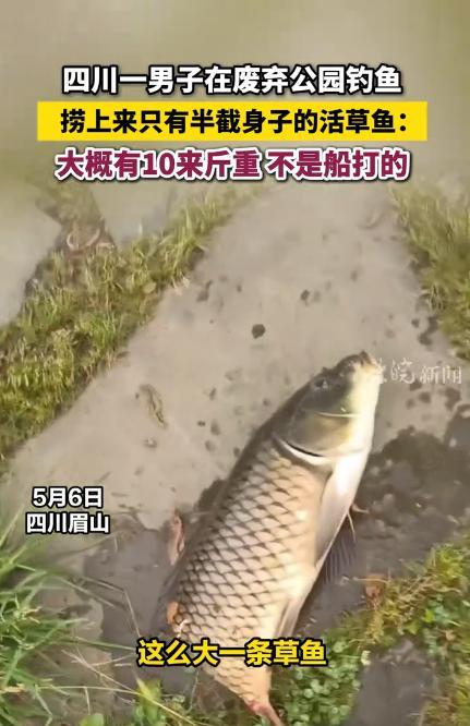 “邪了门了！”四川眉山，一男子在一处废弃公园钓鱼，突然看到水面上有一条鱼在游，男