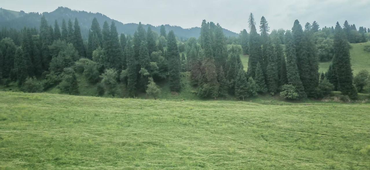 文学的家族渊源茹志娟老师的《百合花》，是我上高中时候的语文课文。清新脱俗的百