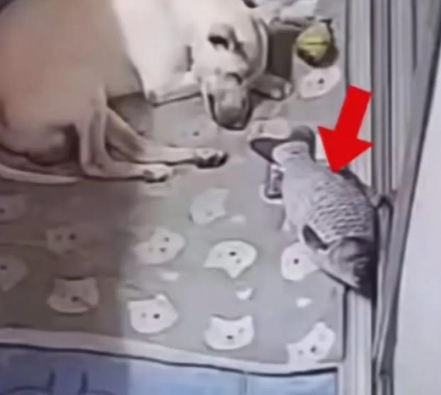 “我儿子不咬人！”哈尔滨女子被自家狗咬烂脸，半张脸缝针，还在问：能继续养吗？